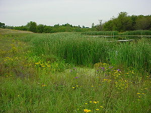 This photo shows a an example of a stormwater wetland
